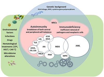 Immune Phenomena in Myeloid Neoplasms: An “Egg or Chicken” Question